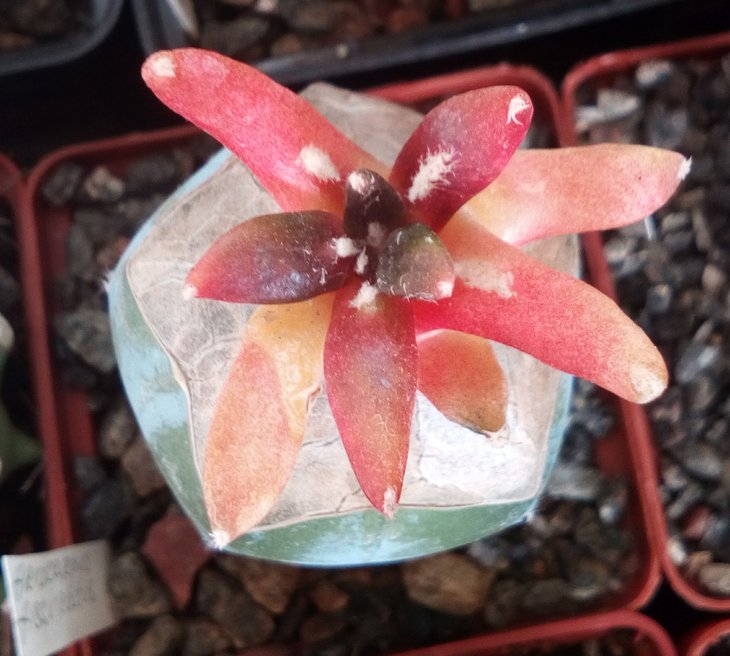 A. fissuratus