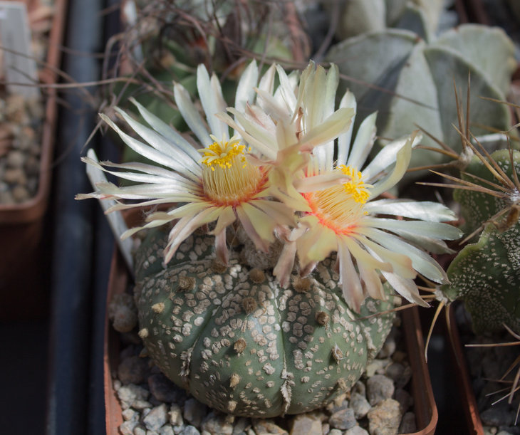 A.asterias cv. Superkabuto