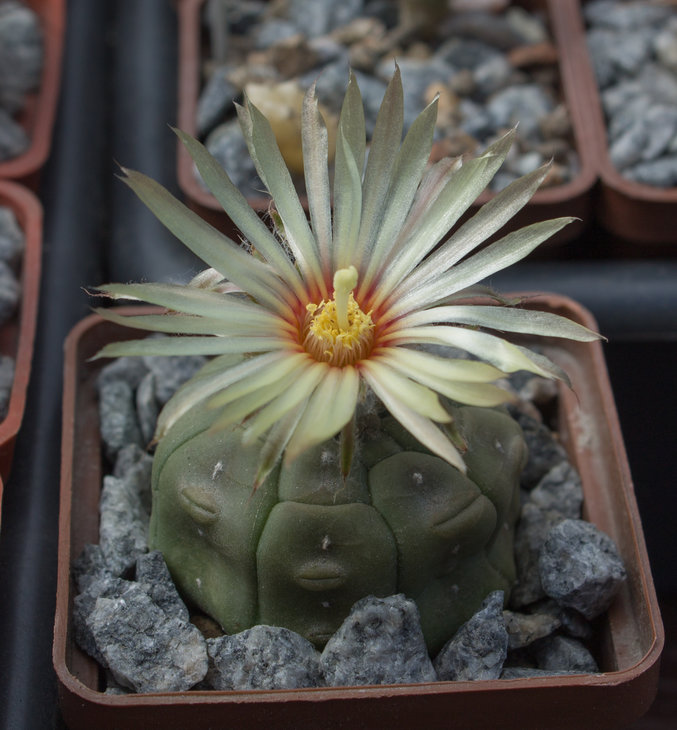 A.asterias cv.Ooibo, nudum