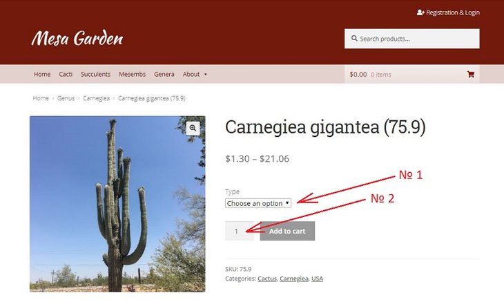 № 1 это и есть сами семена Seeds<br />№ 2 это к-во заказанных порций<br />Вот если взять для примера этот заказ Вас может ждать неприятная неожиданность, вы клацаете на Chooce an option №1<br />выпадает язычок с предлагаемым к вом порций семян в списке мы видим Seeds 20-30, Seeds 100, Seeds 500, Seeds 1000<br />из которых доступно только 1000, если выбираете другие вам выпадает такое сообщение - Out of stock (Не доступно)<br />и там таких примеров много например Astrophytum capricorne (55.5) доступны только в количестве 500шт хотя есть выбор 20-30 и 100