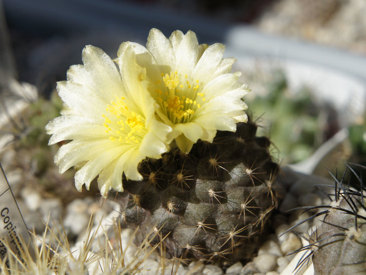 Copiapoa tenuissima