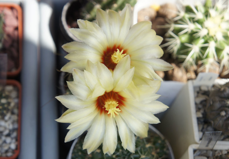 Hamatocactus hamatacanthus