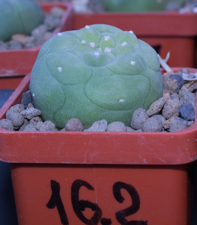 L.diffusa, KKR 275, Vizaron 88km, Querétaro, Mexico