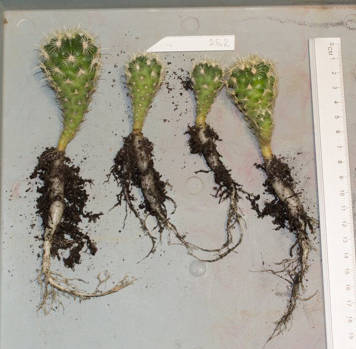 Ancistrocactus megarhizus, SB597 16 Llera, Tam (MG8).jpg