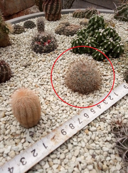 Pediocactus simpsonii flaminggorgensis, RP110
