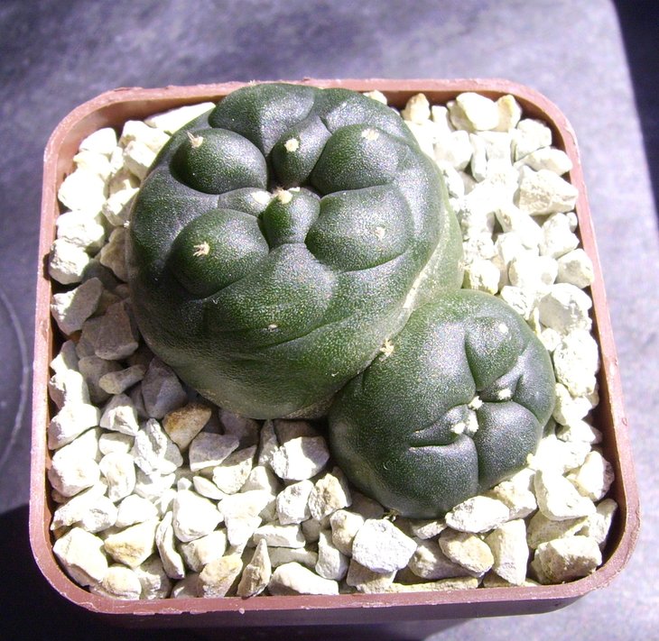 PICT0118.JPG