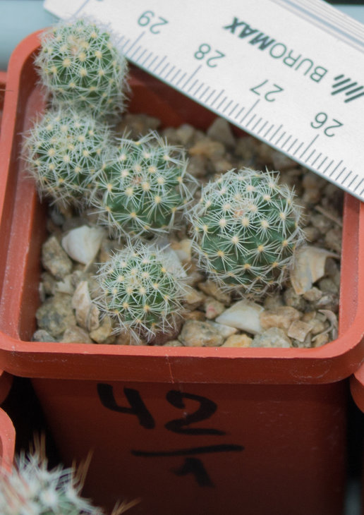 Pediocactus simpsonii, RP20 18 White Pine Co, NV (MG1154.19)_30.08.18.jpg
