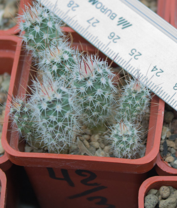 Sclerocactus parviflorus, RP108 Green River, UT (MG1220.705)_30.08.18.jpg