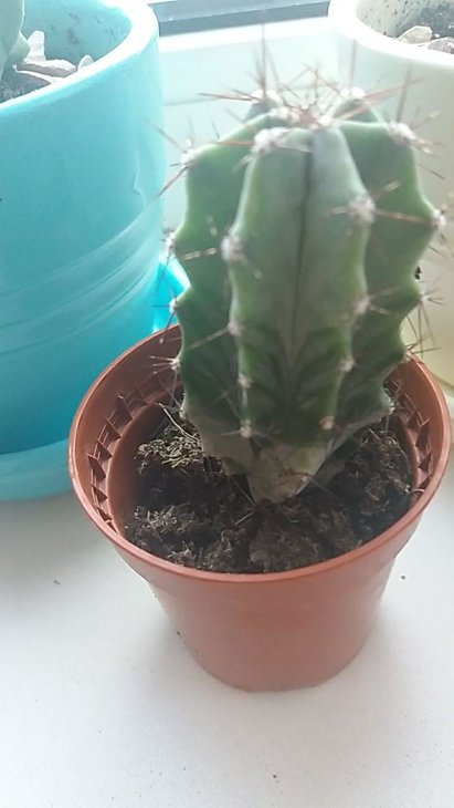 Тот, который с полосками