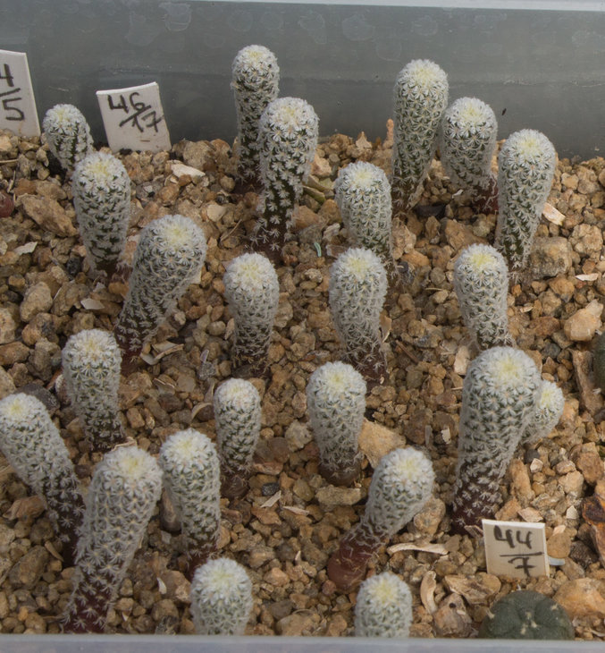46.17_ Gymnocactus subterraneus v. Zaragosae, TCG 47101 Cuesta Blanca , Nuevo Leon, Mexico_семена Matoush