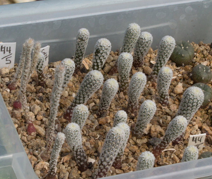 44.5_GYMNOCACTUS subterraneus, GM 1012, La Soledad, NL_семена Pavlicek