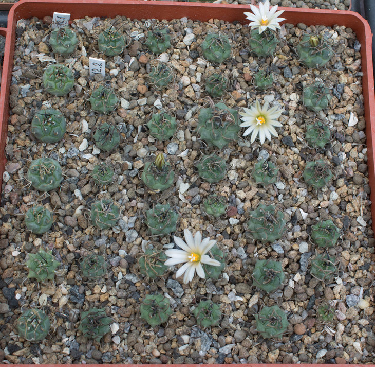 12.2_T.schwartsii longispinus, BO494 Municipio Guadalcazar SLP_семена Дмитрия Самогородского