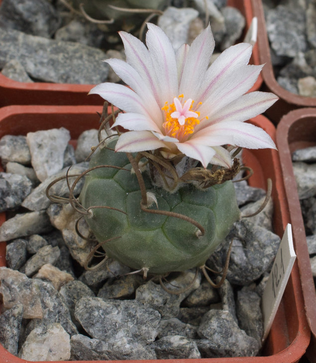 T.macrochele kupcakii MK93.294 20km e of Matehuala-San Antonio d.Castelos SLP_семена Дмитрия Самогородского