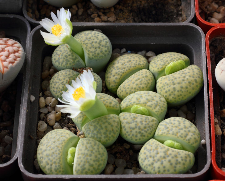 Fulviceps &quot;Aurea&quot;