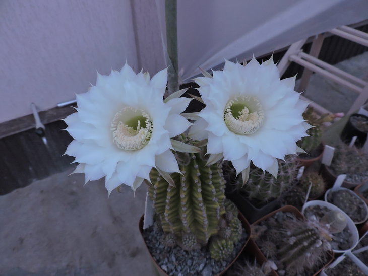 Echinopsis eyriesii