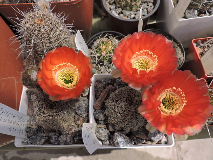 Lobivia haematantha var. rebutioides