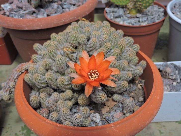 Chamaecereus silvestrii