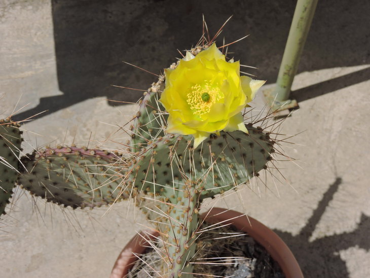 Opuntia gosseliniana aff