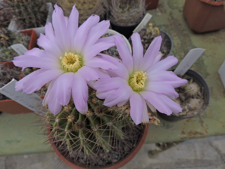 Acanthocalycium violaceum