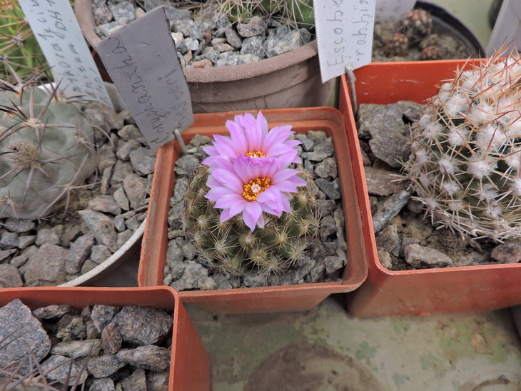 Escobaria hesteri