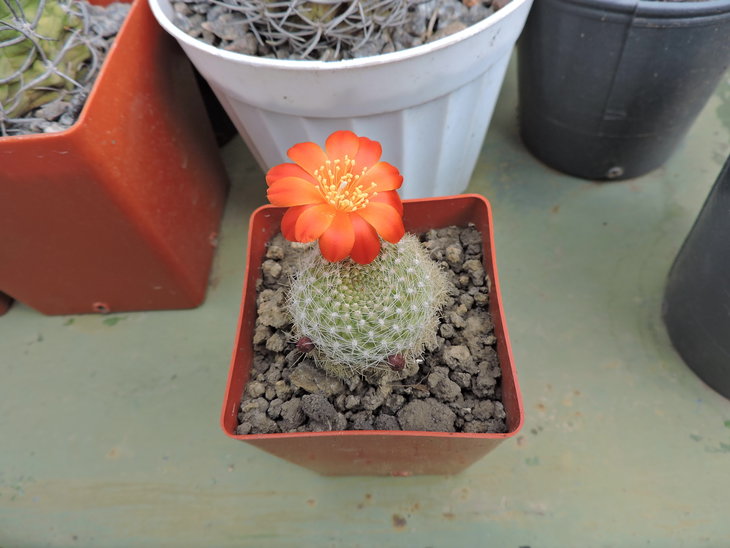 Rebutia sp