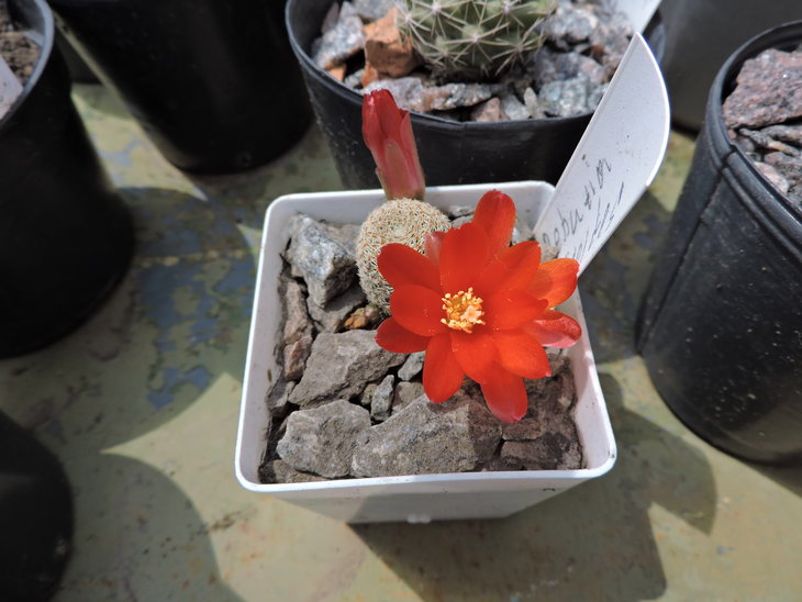 Rebutia solisioides