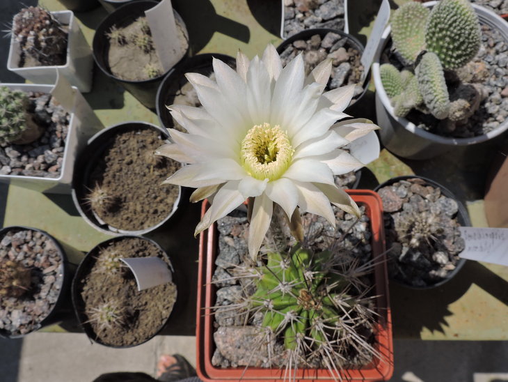Echinopsis chacoana P251