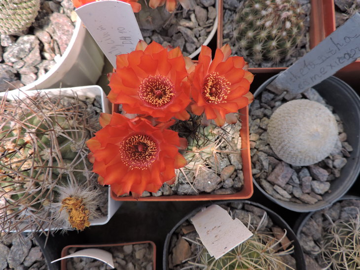 Acanthocalycium munitum DH10