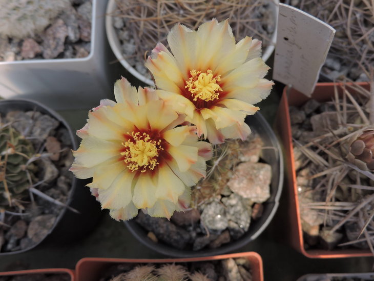 Hamatocactus setispinus