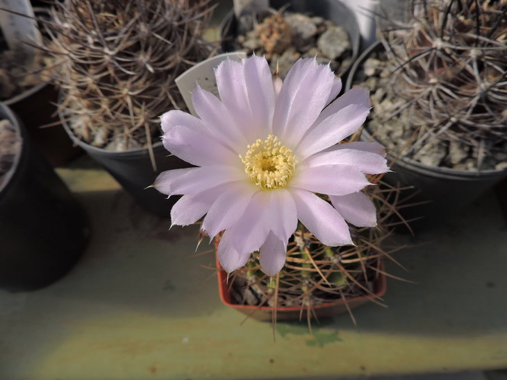 Acanthocalycium violaceum P204