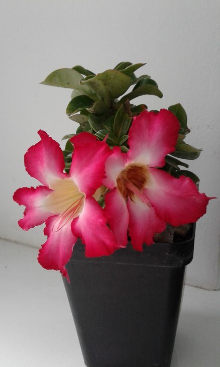 Adenium mini