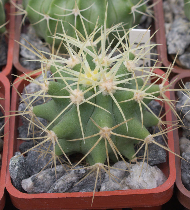 F.glaucescens, JD
