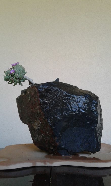 Delosperma harazianum доволі комфортно почувається на базальті, цвіте і плодоносить