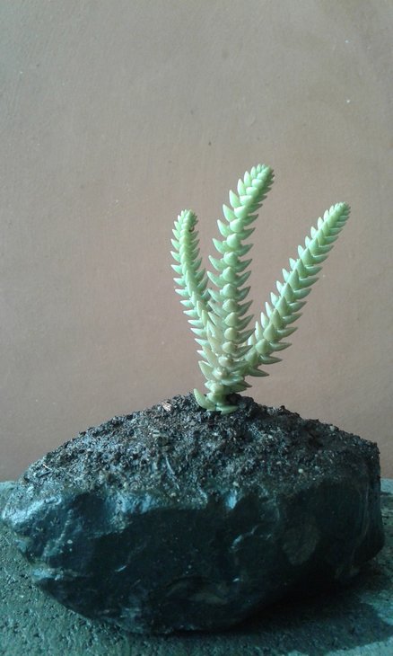 Crassula purpusii має декоративніший вигляд, коли росте кущем