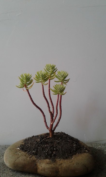 Sedum griseum завдяки дрібнолистності  дуже органічно виглядає на будь-якому камені