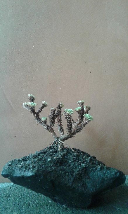 Sedum multiceps заледве виходить з літньої стагнації, кращі часи у нього ще попереду
