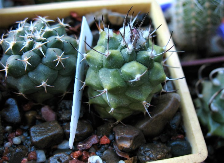 Turbinicarpus bonatzii?