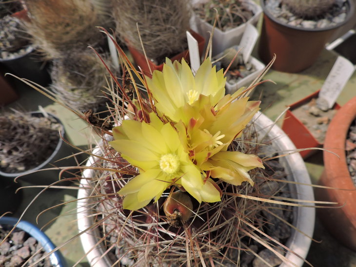 Hamatocactus longihamatus