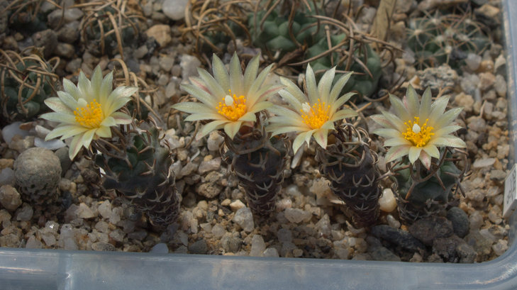 T.flaviflorus, Santa Rita , SLP, посев 01.12.17, семена от Petr Kupcak