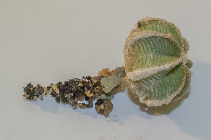 A.hintonii_Piltz (3076)
