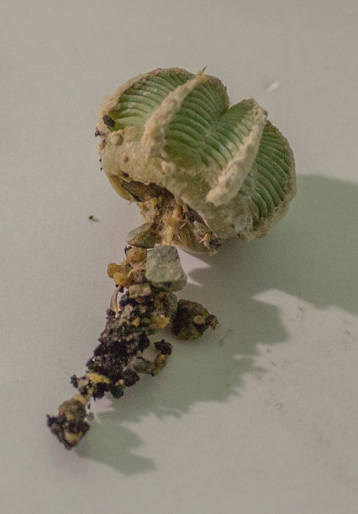 A.hintonii_Piltz (3076)