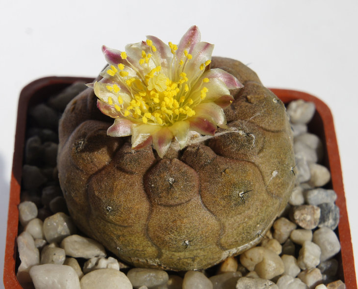 Copiapoa hypogaea