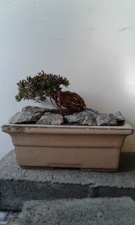 Ця Portulaca cyanosperma поєднує два бонсаїчних стилі фукінагасі (схилені вітром ) та небарі ( оголені корені ).