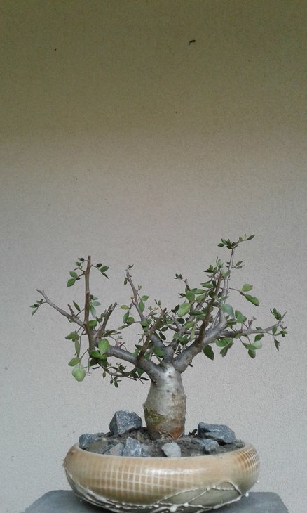 Commiphora abyssinica наприкінці вегетаційного сезону має трохи розхристаний вигляд, але формування в цей період небажане.