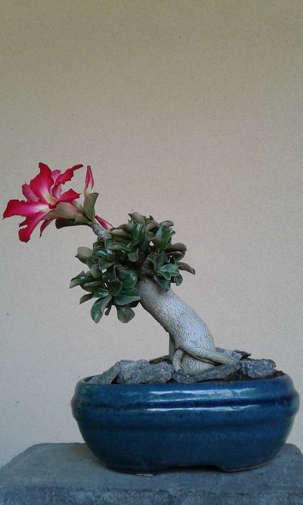 Adenium mini теоретично може бути ідеальним бонсай, щоправда, цьому екземпляру потрібно ще не один рік, щоб наблизитись до ідеалу.