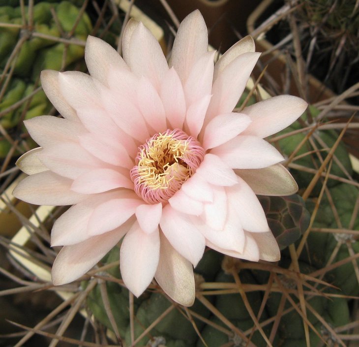 G.horstii  v. buenekeri-3.JPG