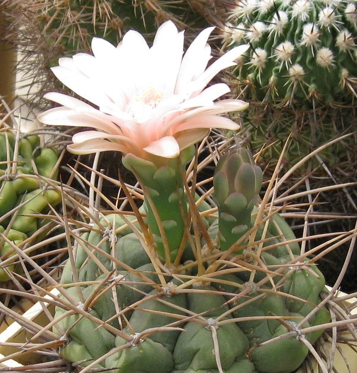 G.horstii  v. buenekeri-8.JPG