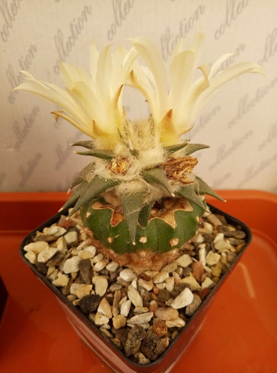 Ariocarpus trigonus horacekii, MZ811, Jaumave Valley TAM.