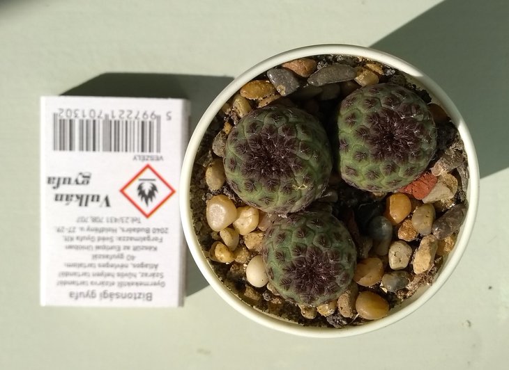 Sulcorebutsia rauschii.jpg