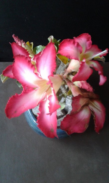20191006_160948.jpg